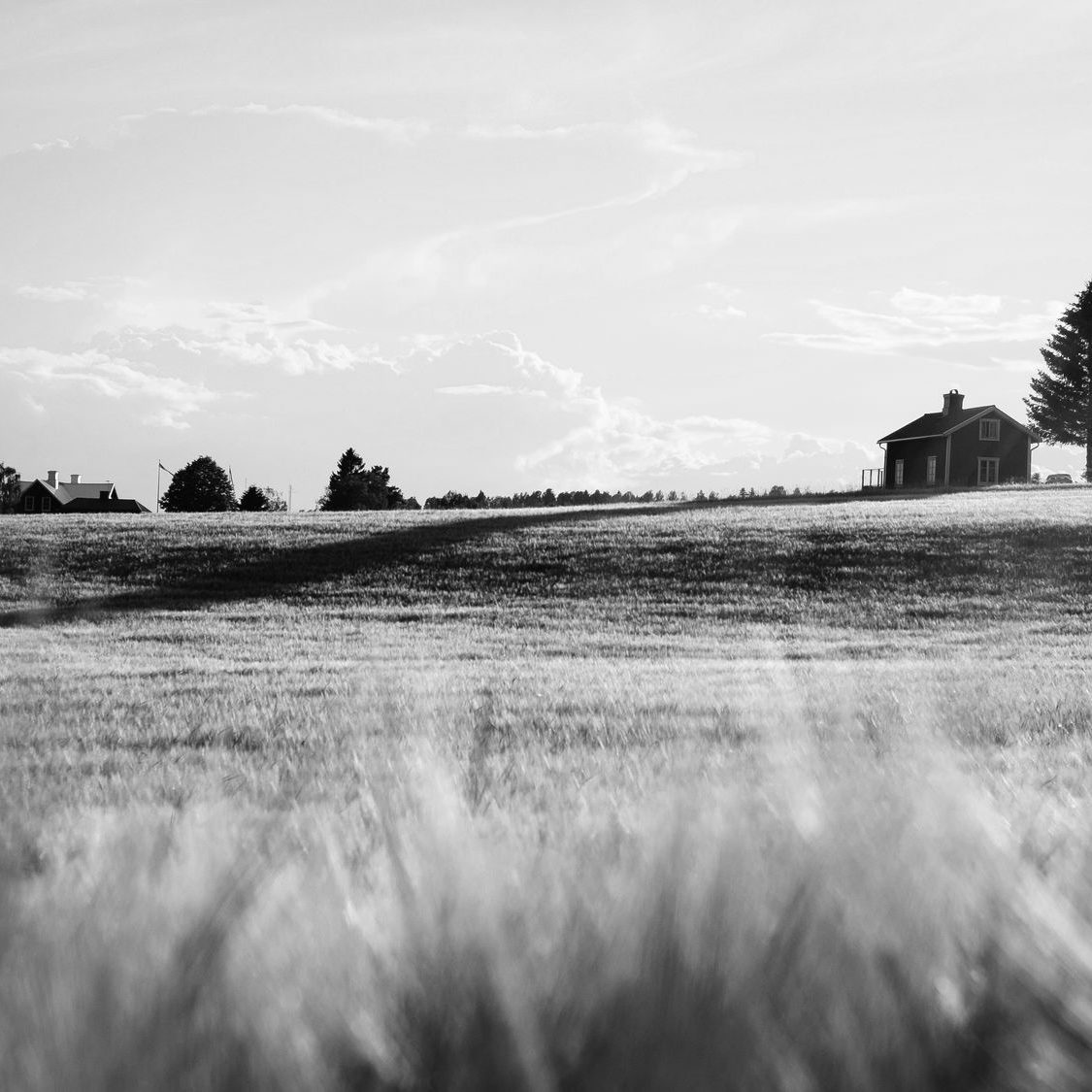 fields